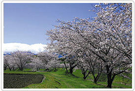 鹿化川の桜並木