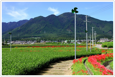 水沢の茶畑