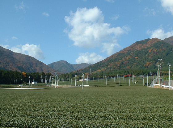 四日市市 三重県四日市市諏訪町1-5　防霜ファンが立ち並ぶ茶畑